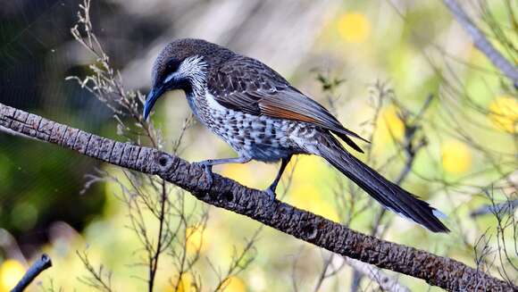 Image of Little Wattlebird