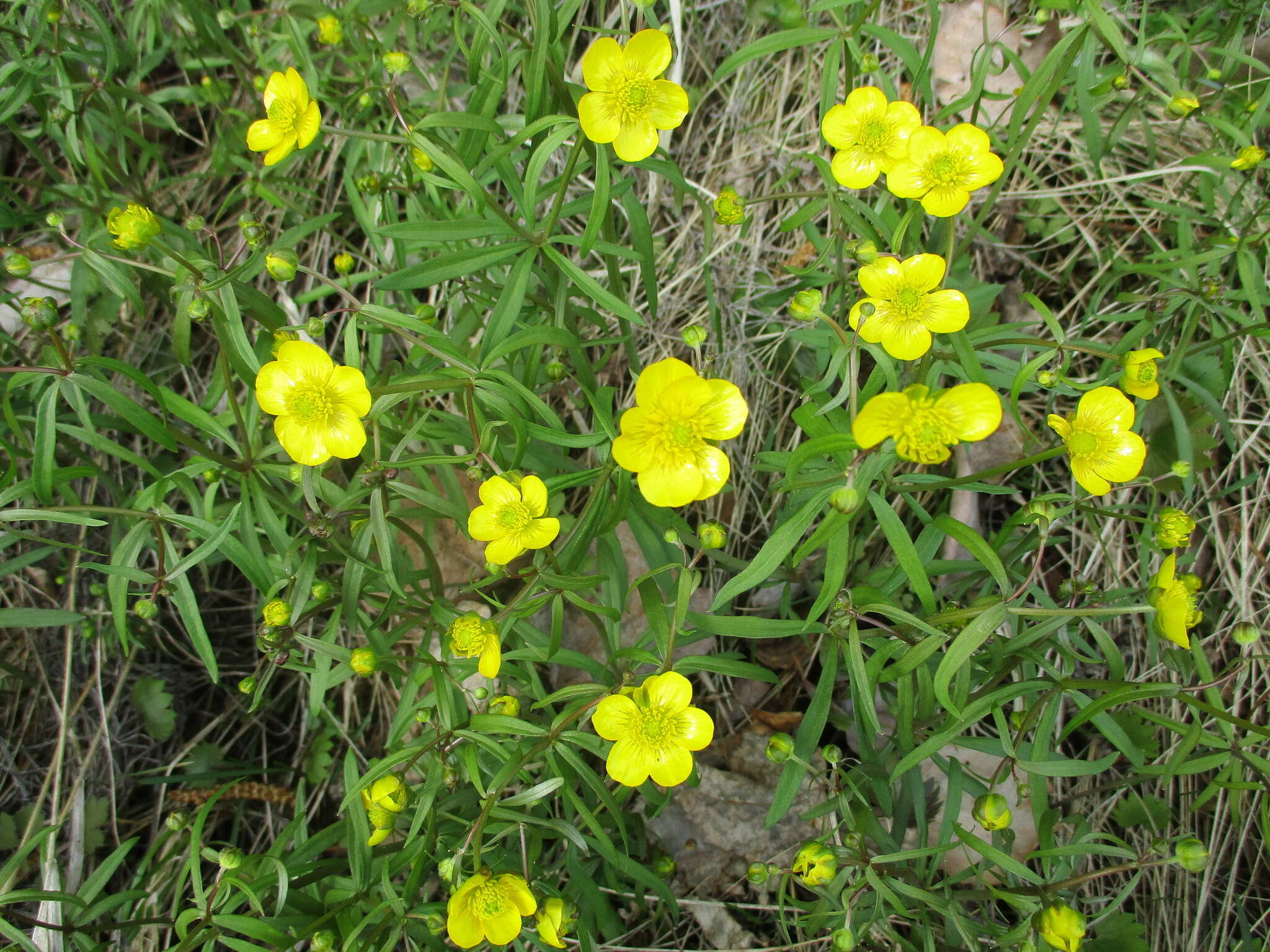 Image of Ranunculus monophyllus Ovcz.