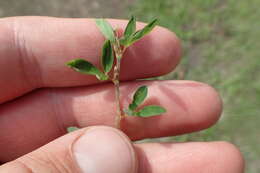 Image of Japanese bush clover