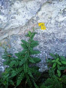 Image de Senecio variifolius DC.