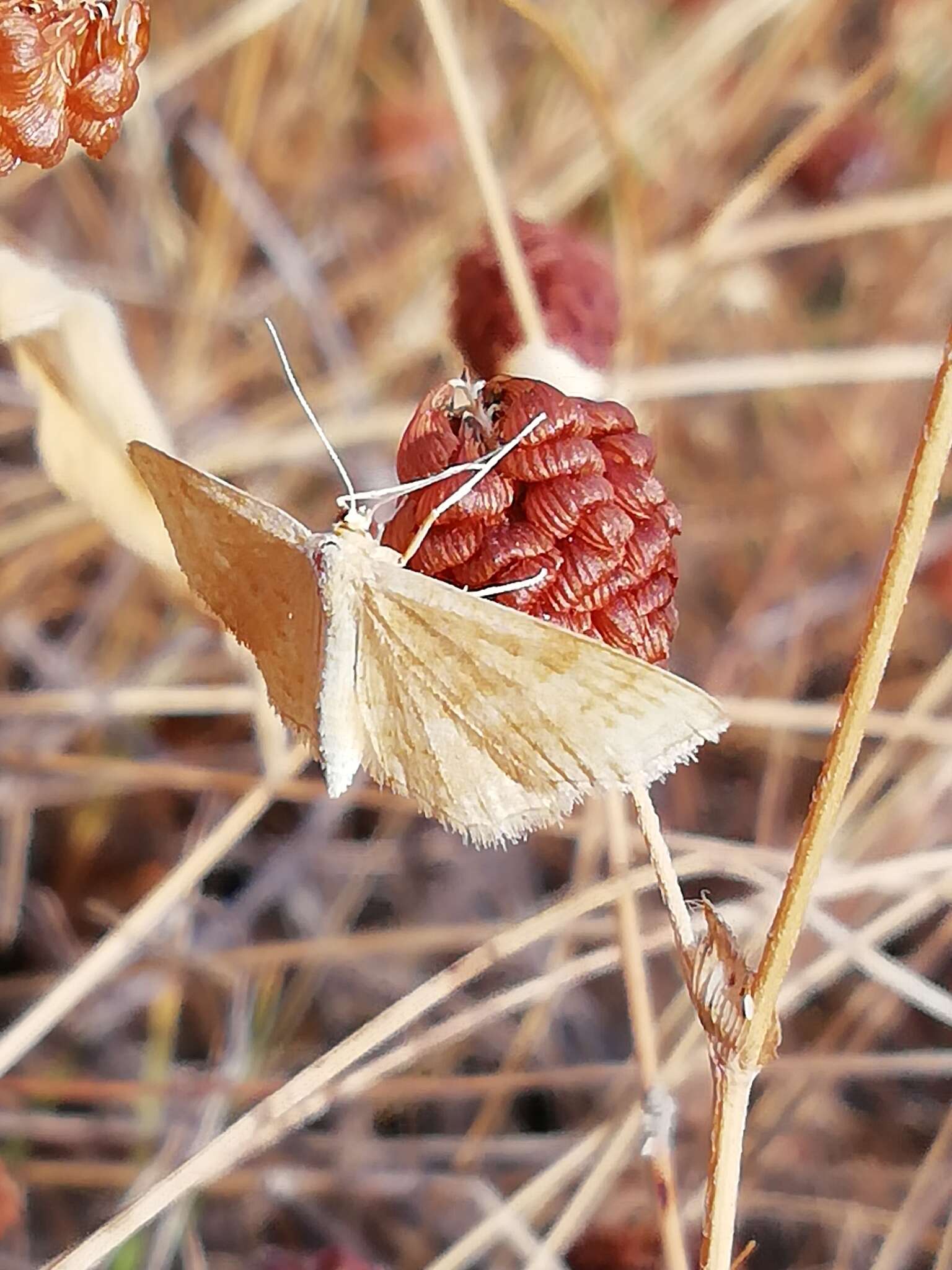 Idaea ochrata Scopoli 1763 resmi