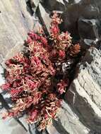 Image of Epilobium porphyrium G. Simpson