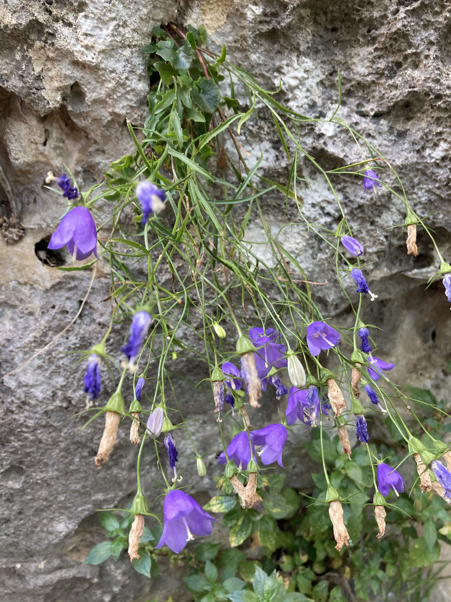 Image of Karnische Glockenblume