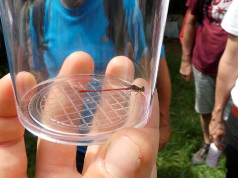 Image of small red damselfly