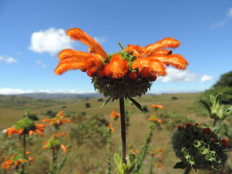 Image of Leonotis myricifolia Iwarsson & Y. B. Harv.