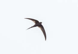 Image of African Palm Swift