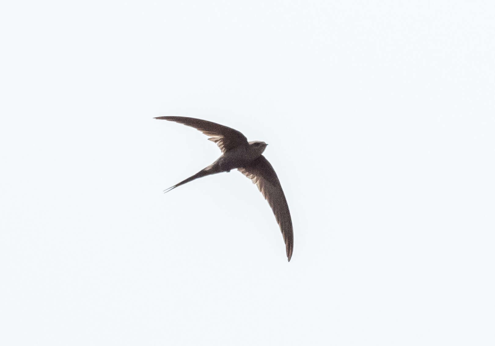 Image of African Palm Swift