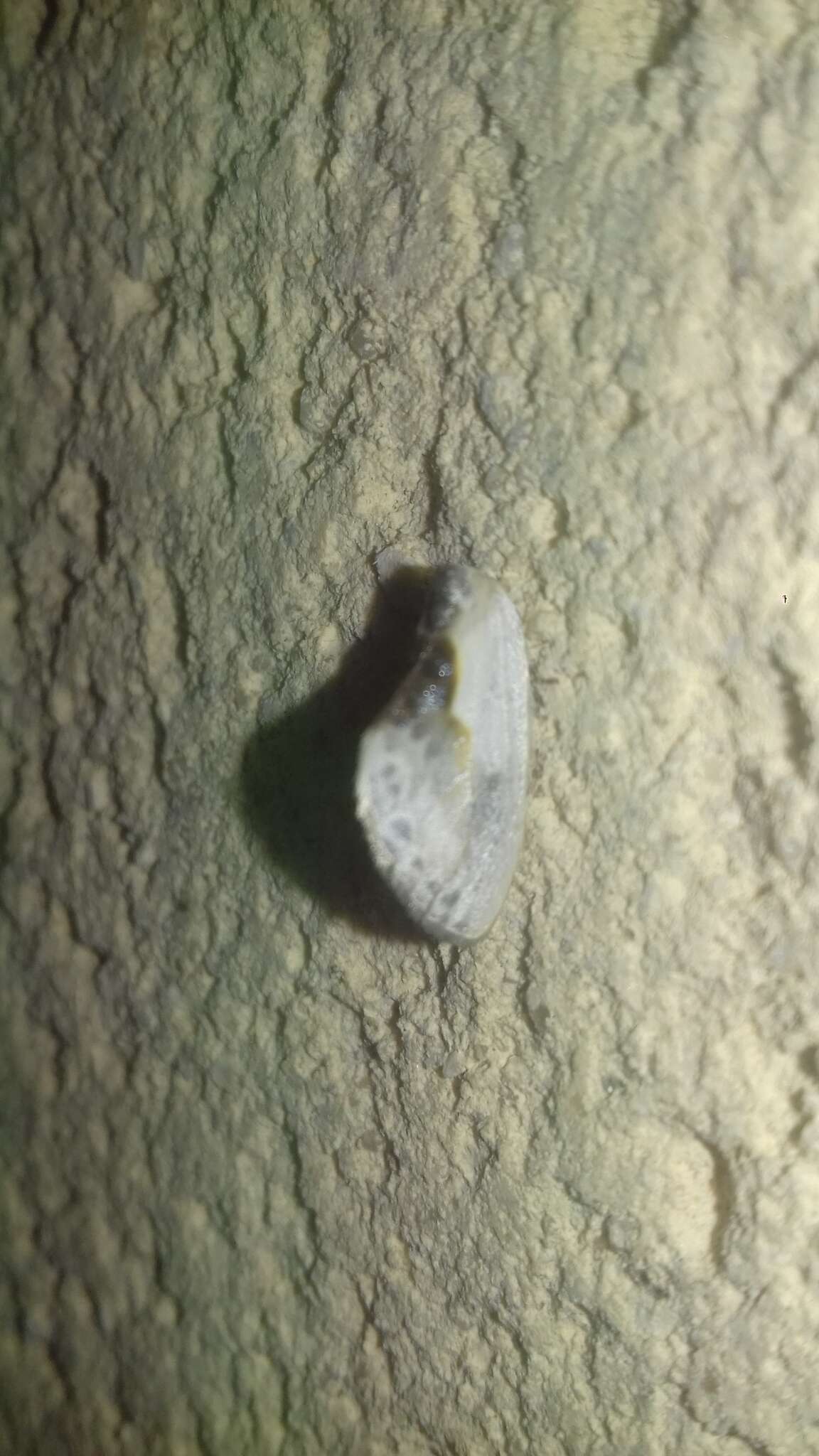 Image of Cilix