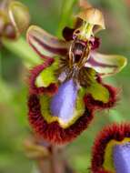 Image of Looking-glass Orchid