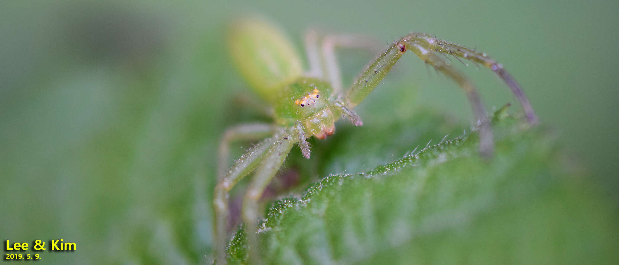 Imagem de Oxytate striatipes L. Koch 1878