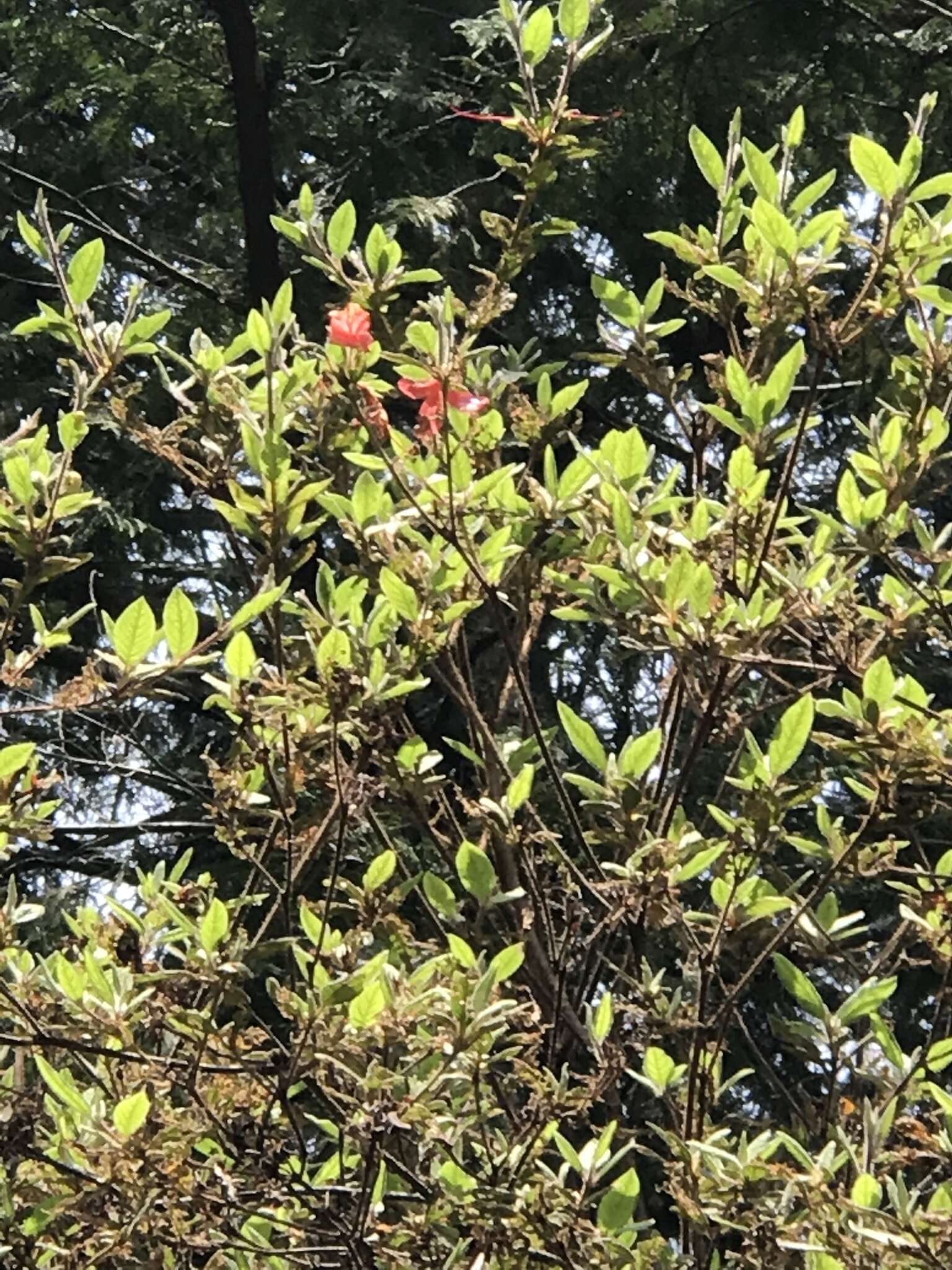 Слика од Rhododendron oldhamii Maxim.