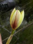 Image of Bobartia filiformis (L. fil.) Ker Gawl.