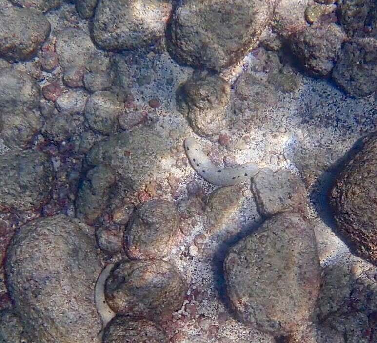 Image of Black sea cucumber