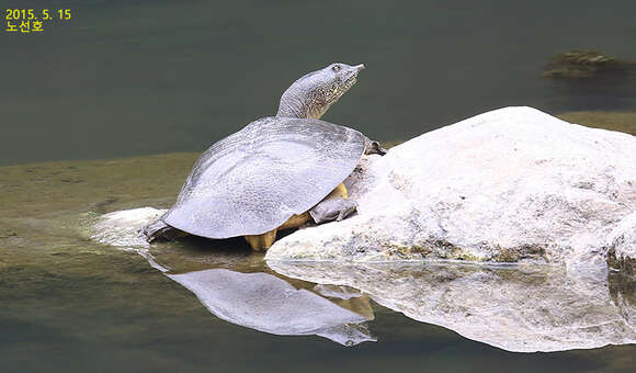 Image of Northern Chinese softshell turtle