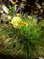 Isolepis cernua var. cernua的圖片