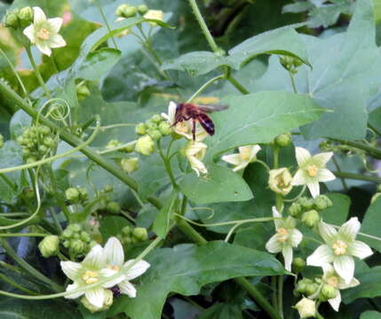 Andrena florea Fabricius 1793 resmi