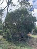 Image of Hakea drupacea (C. F. Gaertn.) Roem. & Schult.