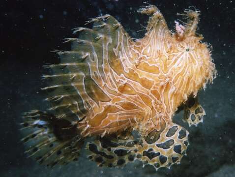 Image of Spitlure Frogfish