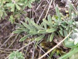 Image de Diplostephium glandulosum Hieron.