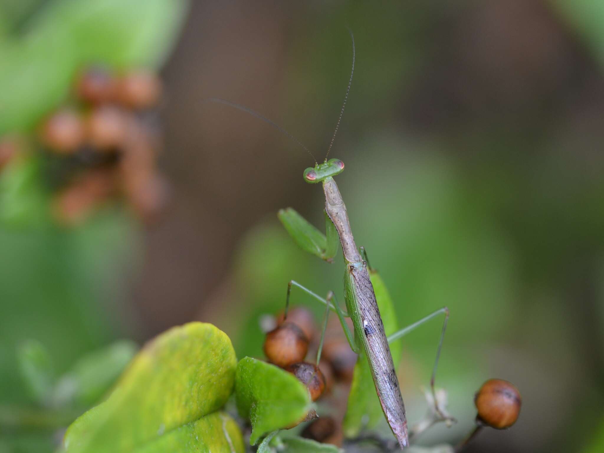Слика од Callimantis antillarum Saussure 1859