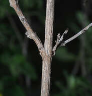 Image of Salvia aspera M. Martens & Galeotti