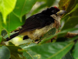 Imagem de Capito hypoleucus Salvin 1897