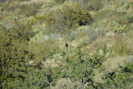 Image of Phainopepla Baird & SF 1858