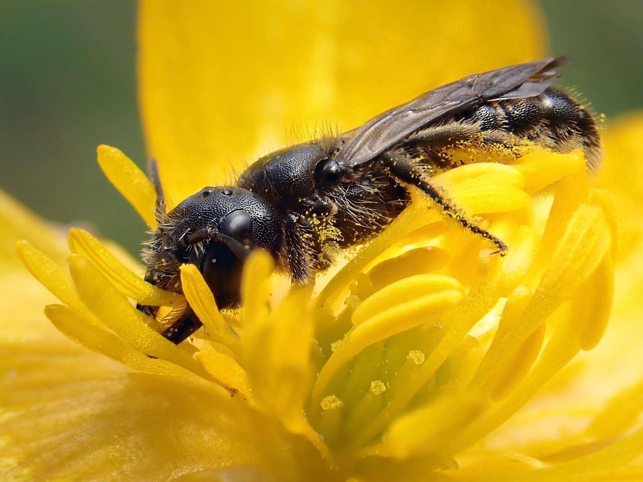 Image de Chelostoma florisomne (Linnaeus 1758)