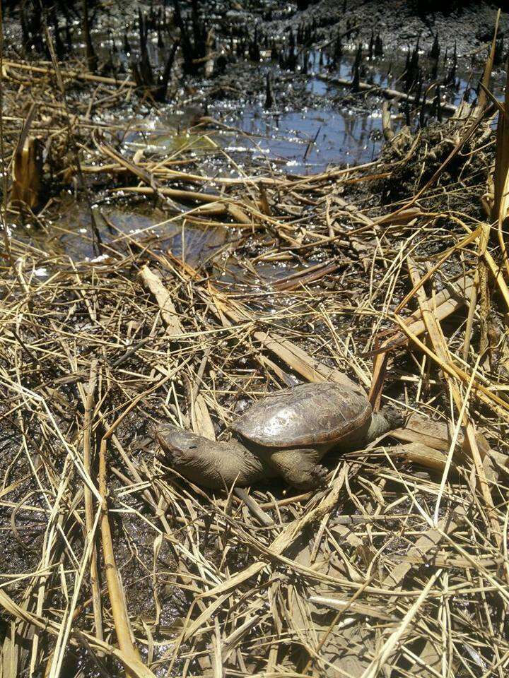 Image of narrow-bridged musk turtle