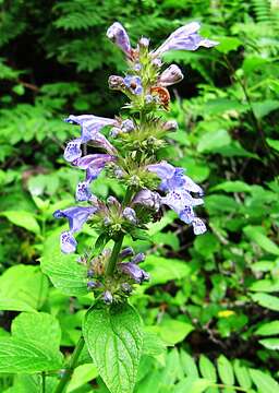 Image of Nepeta manchuriensis S. Moore