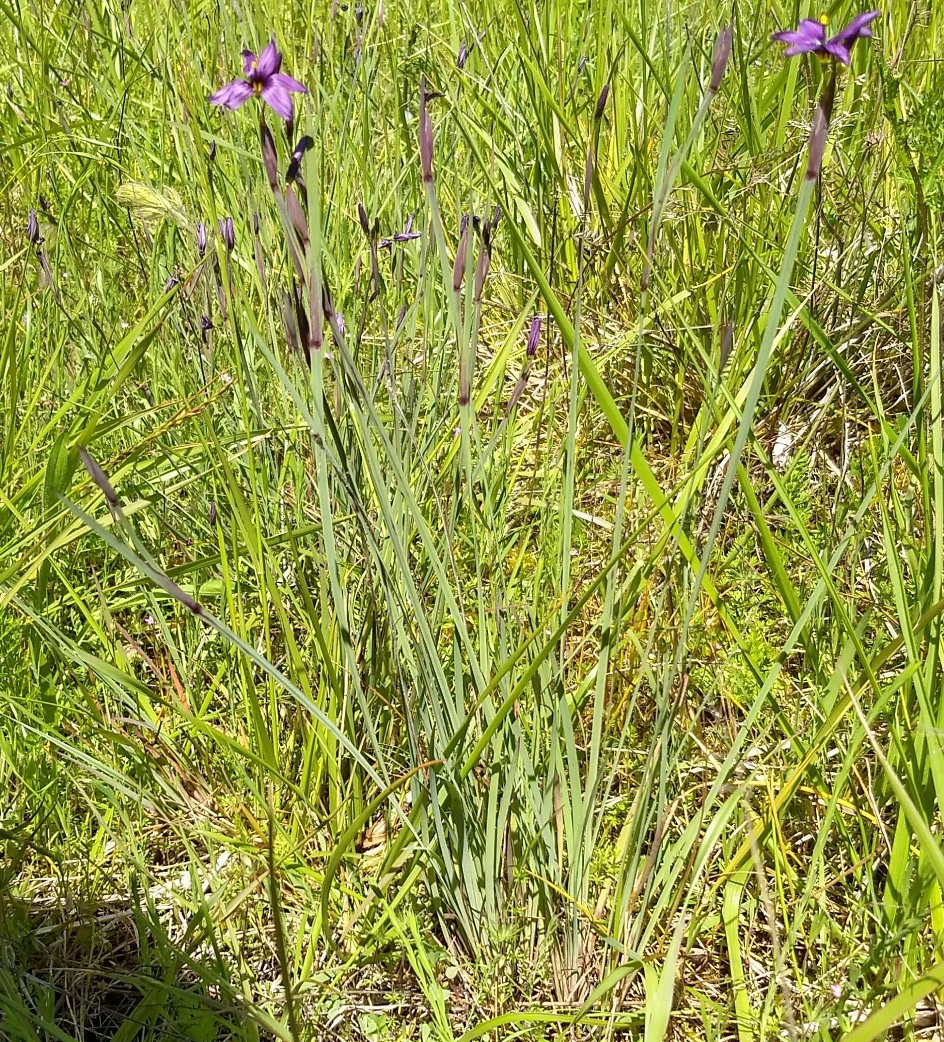 Image of Hitchcock's Blue-Eyed-Grass