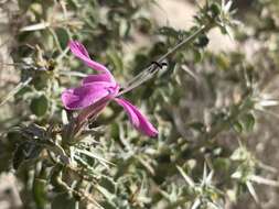 Plancia ëd Barleria craveniae I. Darbysh.