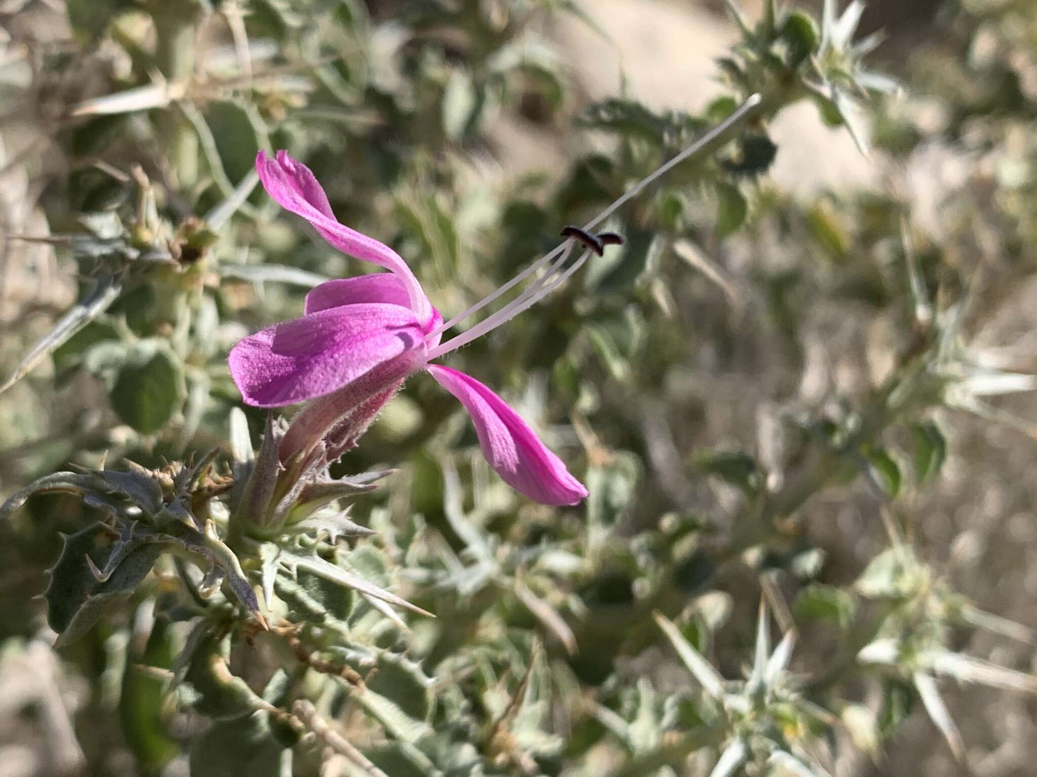 Image of Barleria craveniae I. Darbysh.