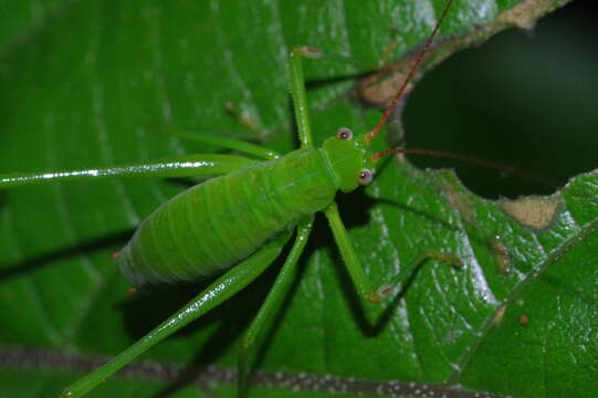 Image of Psyrana ryukyuensis Ichikawa 2001