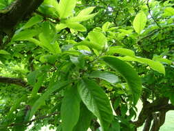 Image of Medlar