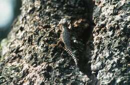 Image of East African spiny-tailed lizard