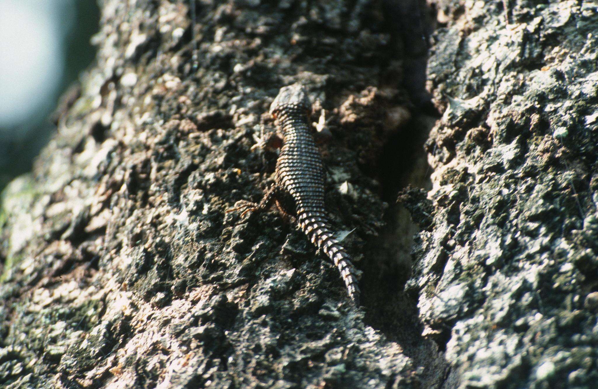 Image of East African spiny-tailed lizard