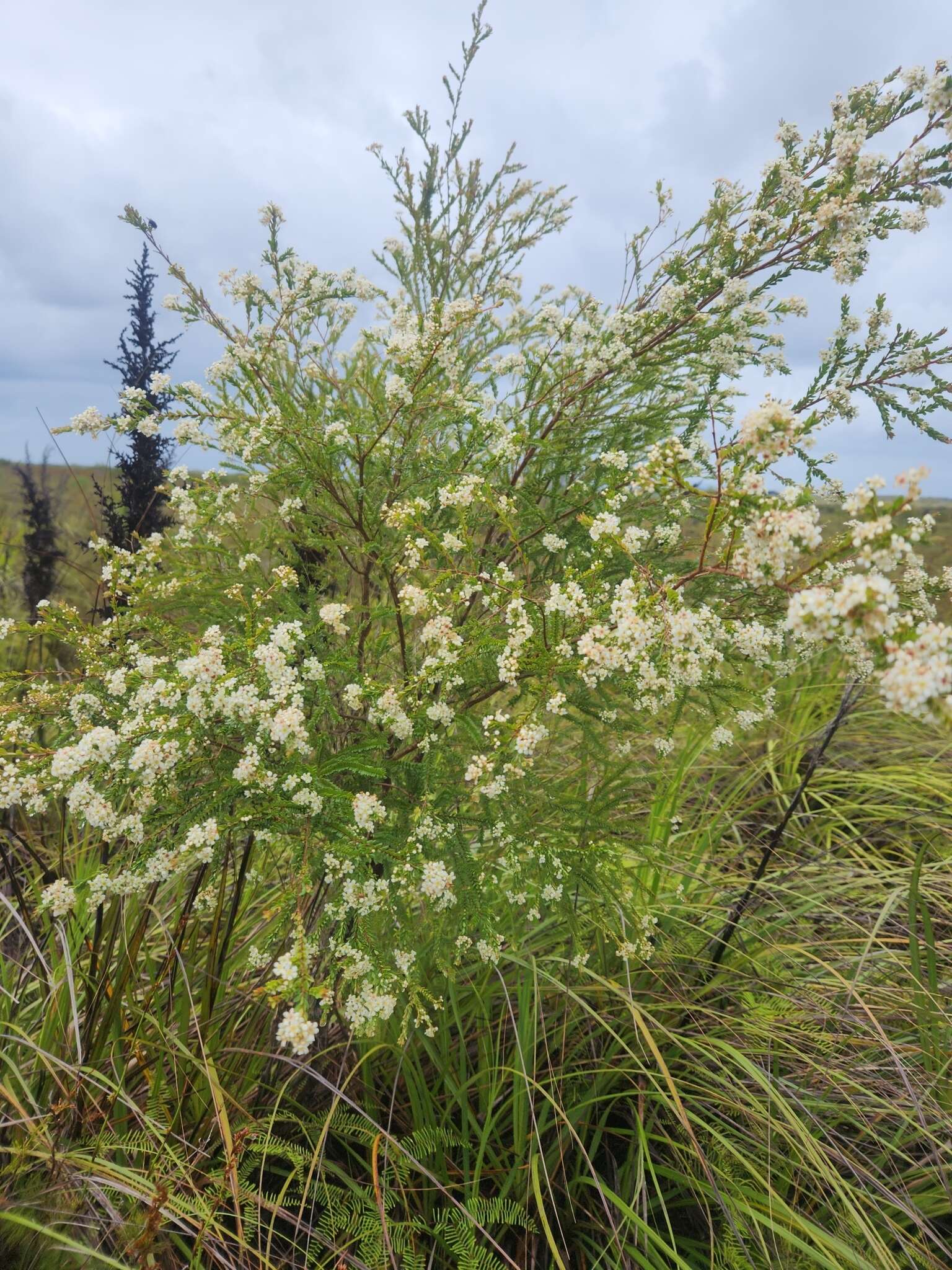 Image of Sannantha bidwillii (A. R. Bean) Peter G. Wilson