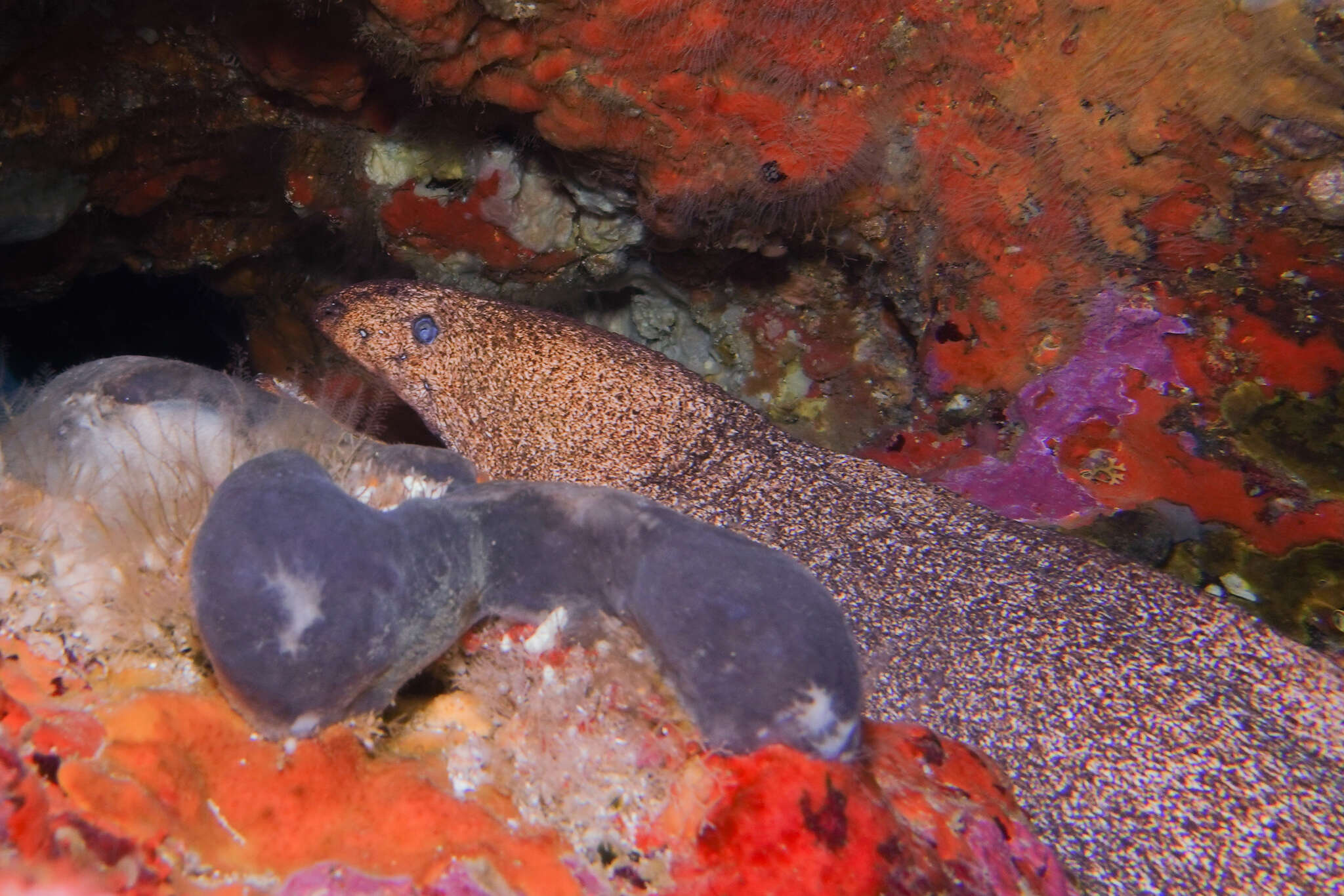 Image of Griffin&#39;s moray