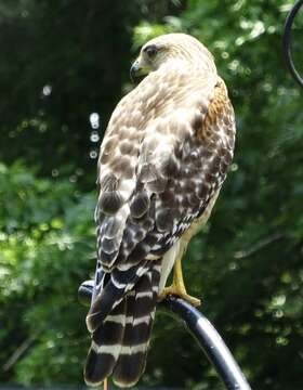 Image of Buteo lineatus alleni Ridgway 1885