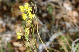 Image of flaxleaf plainsmustard