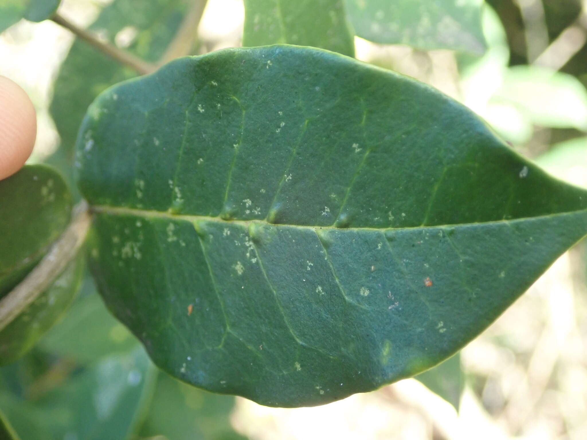 Image of Noronhia foveolata (E. Mey.) Hong-Wa & Besnard