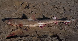 Image of Common Smoothhound