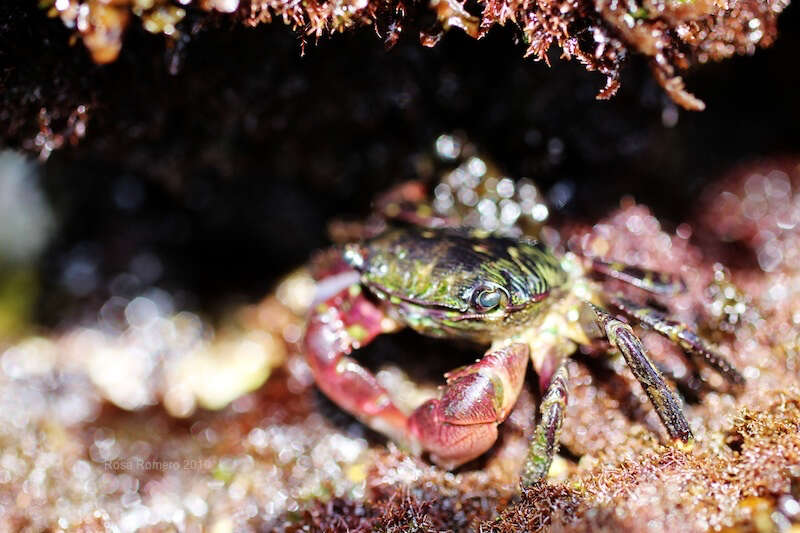 Image of striped shore crab