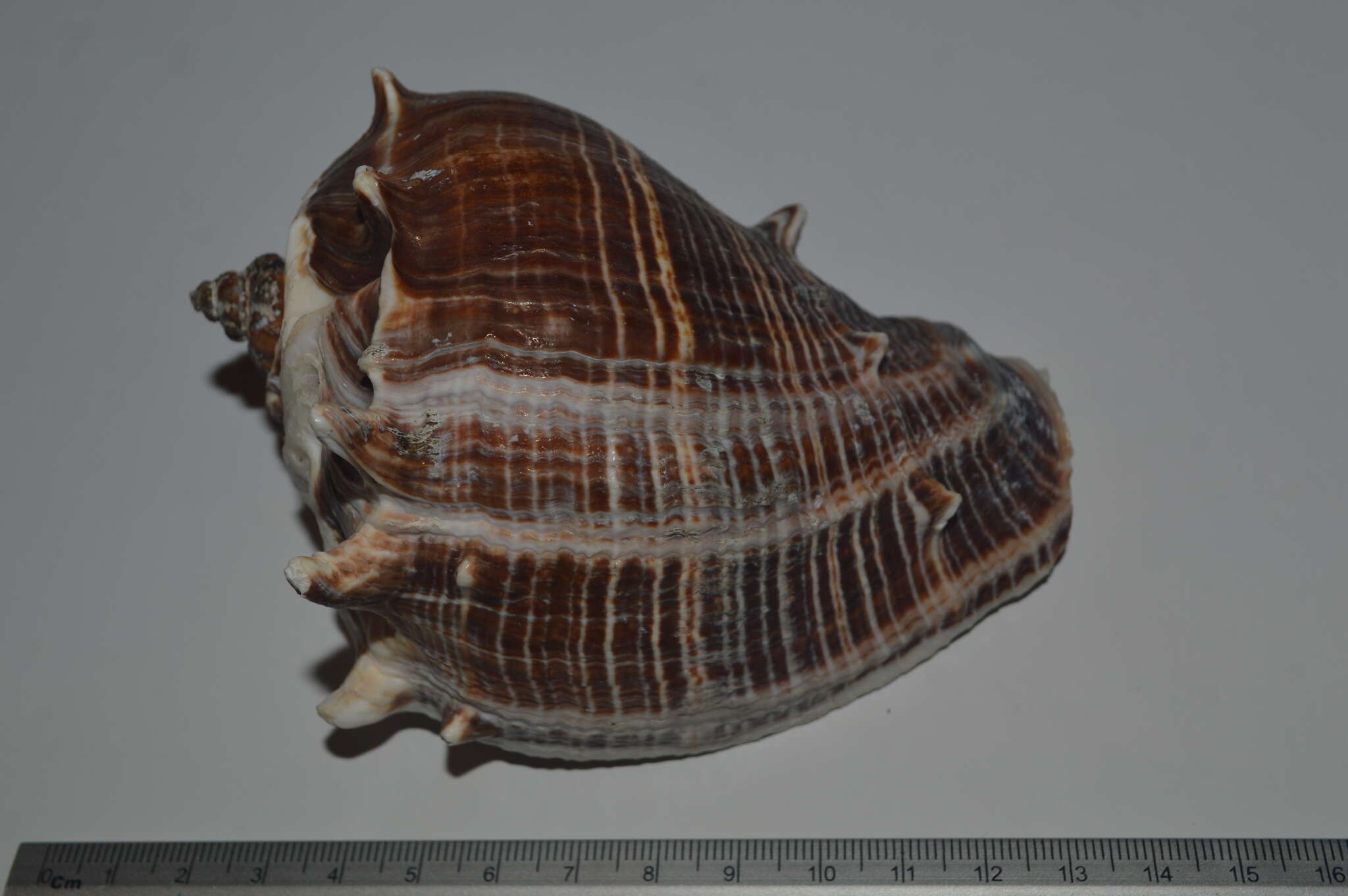 Image of West Indian crown conch