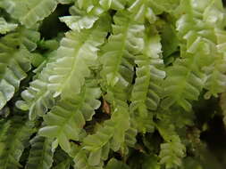 Image of Pale Liverwort