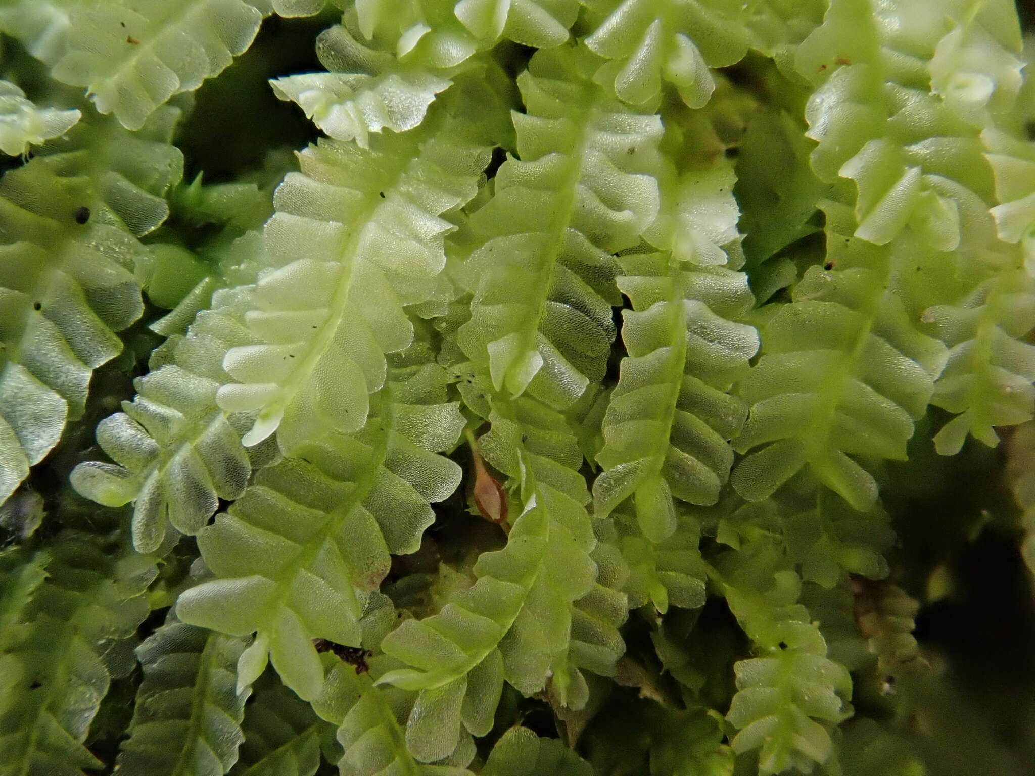 Image of Pale Liverwort