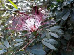 Image of Calliandra angustifolia Benth.