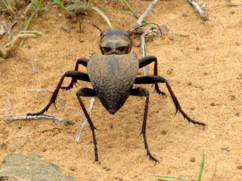 Image of Manticora tibialis Boheman 1848