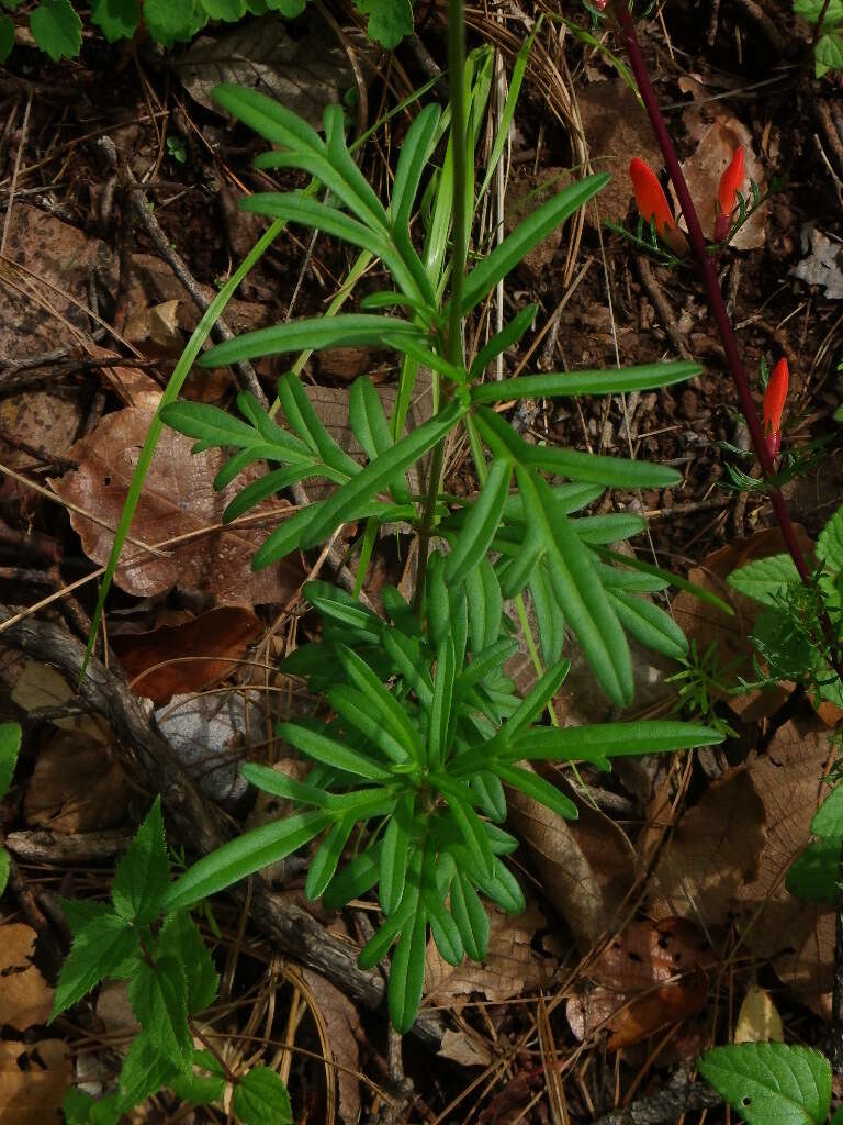 Image of Cosmos palmeri Robinson